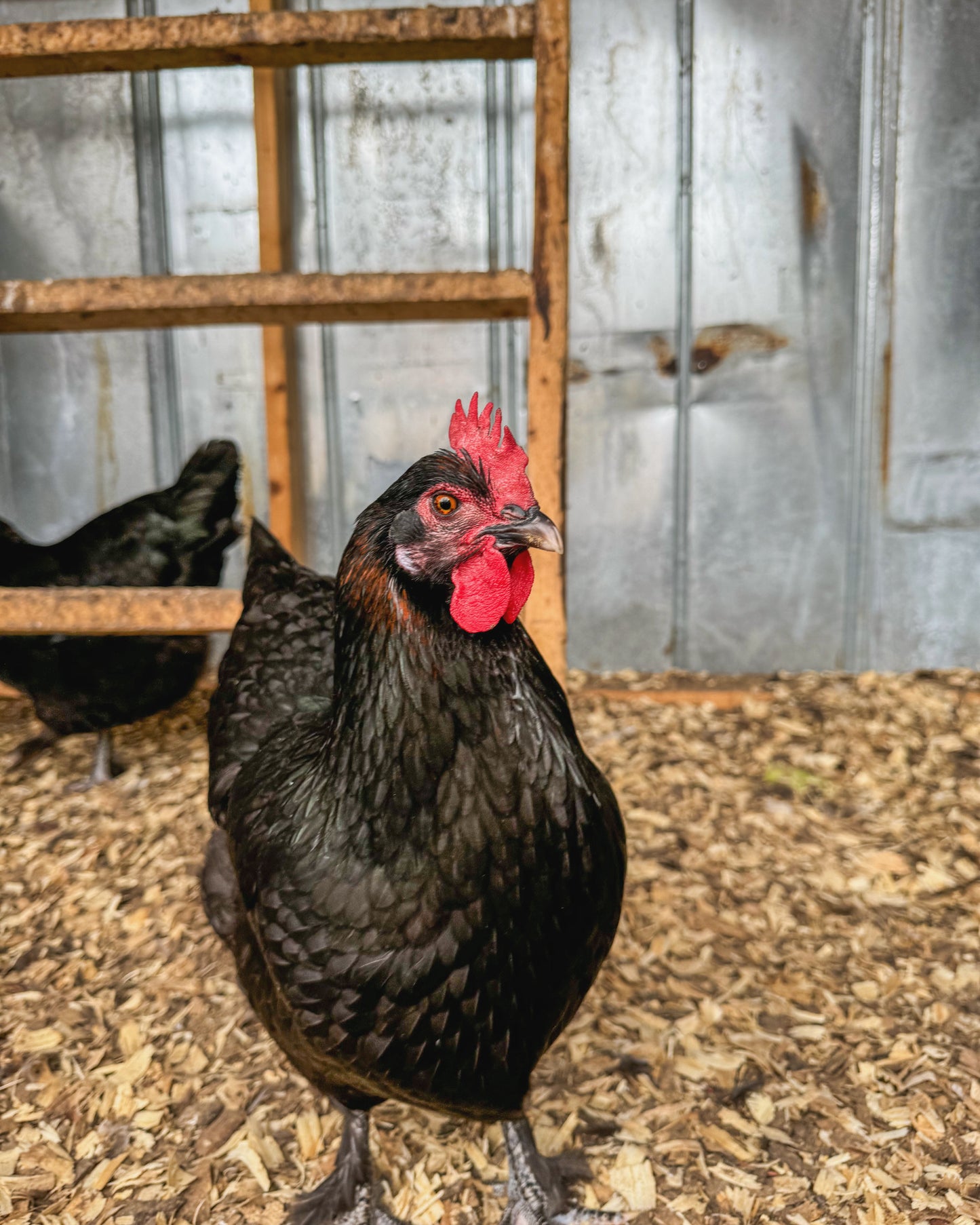 Black Copper Marans Hatching Eggs