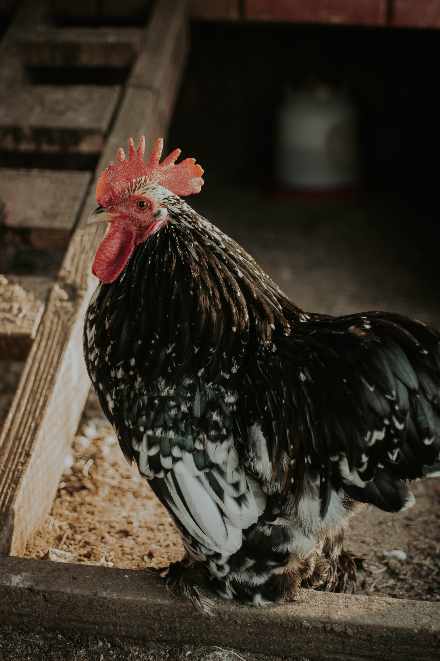 Bantam Cochin Hatching Eggs