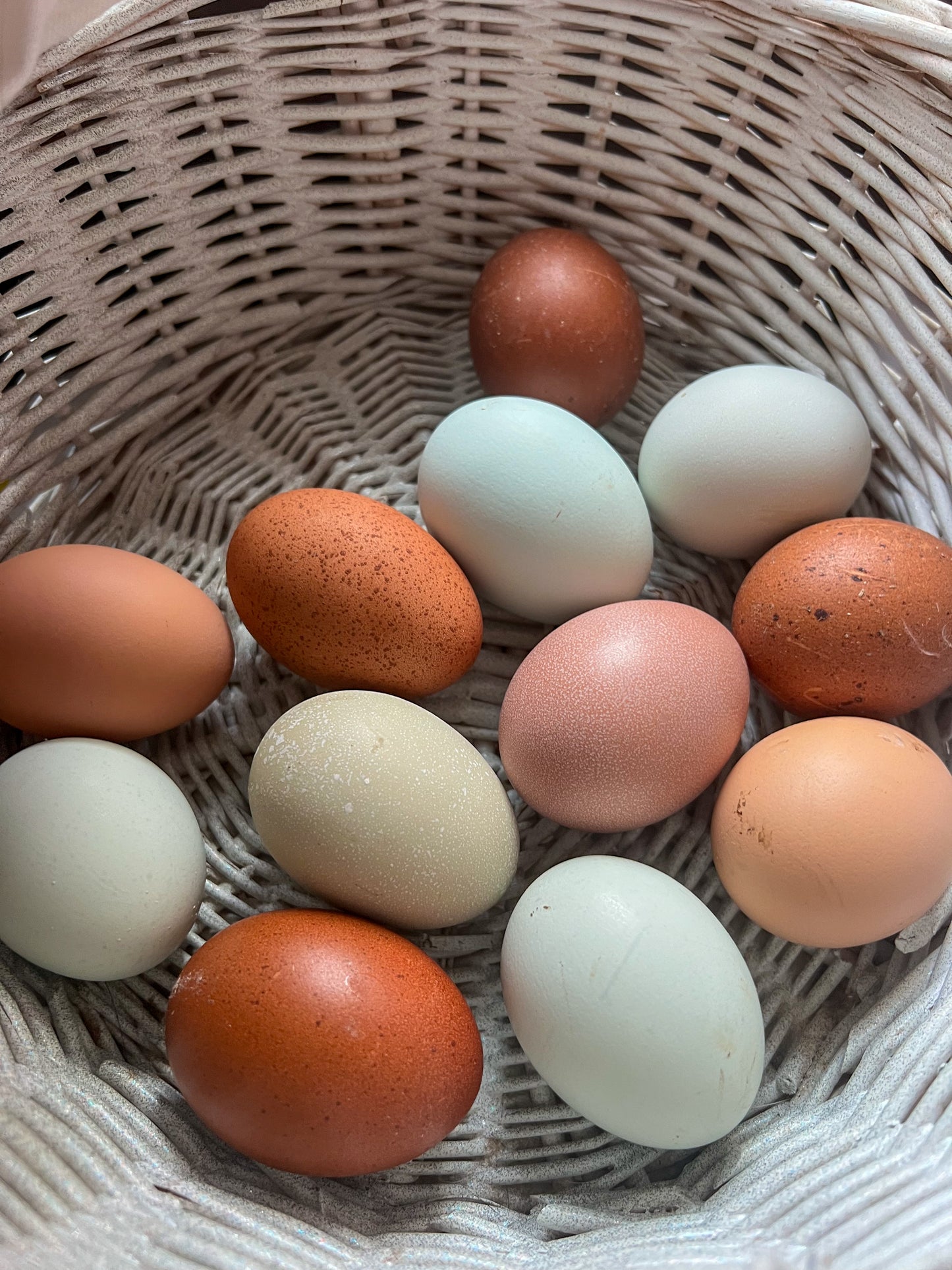 Mystery Assortment Hatching Eggs