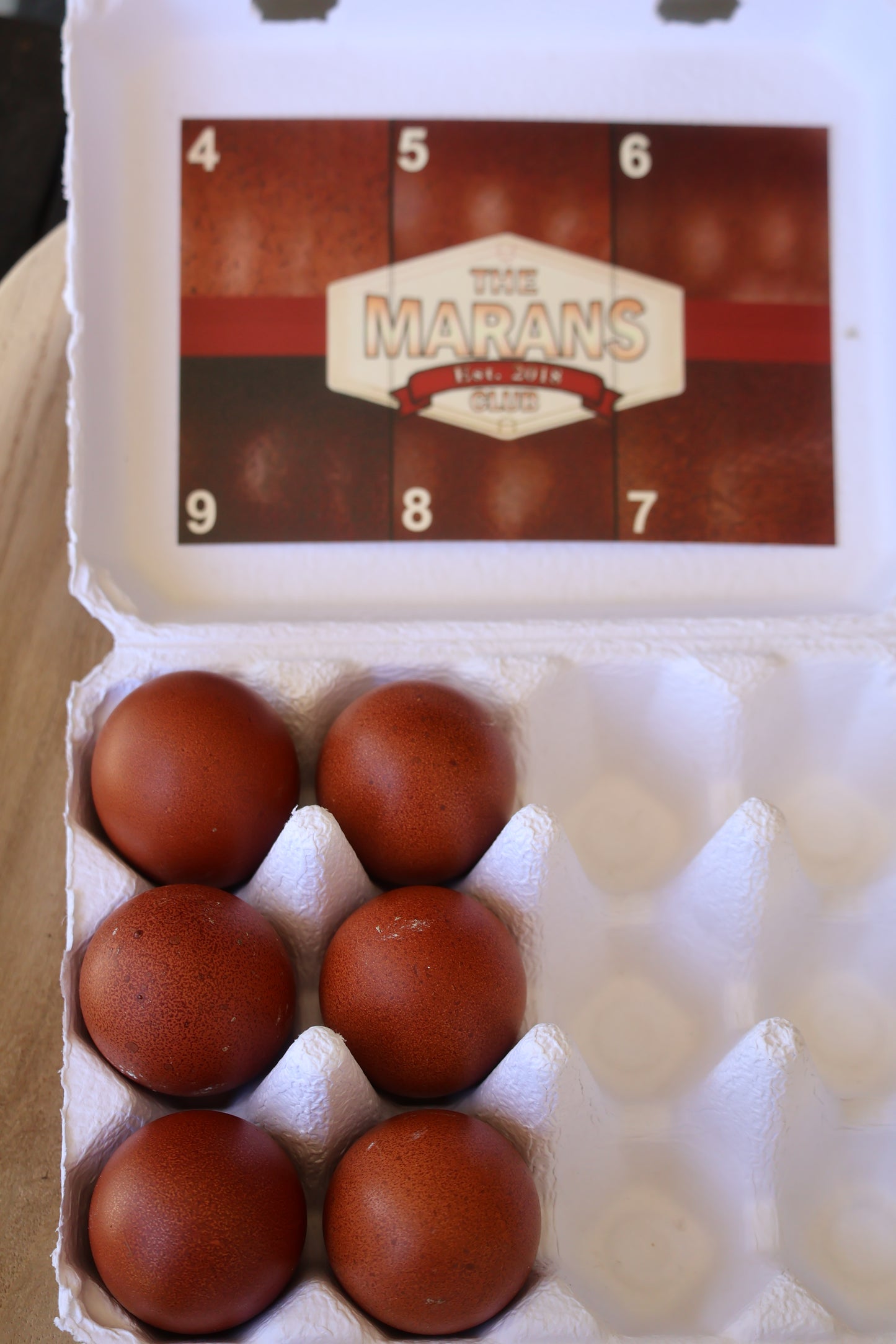 Black Copper Marans Hatching Eggs