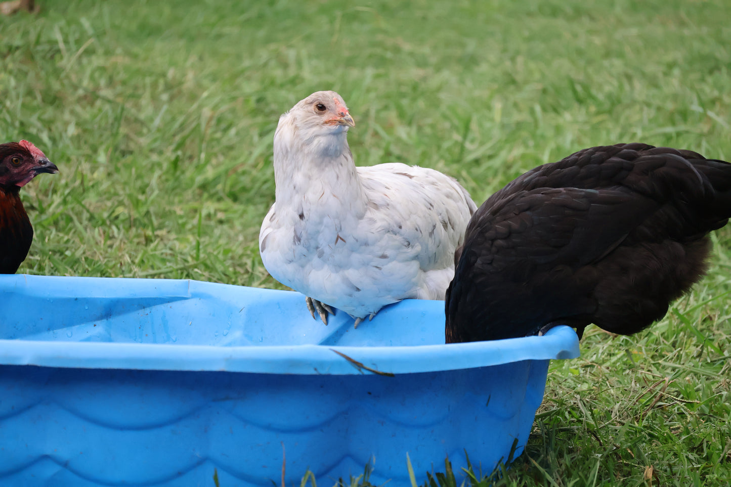 Mystery Assortment Hatching Eggs