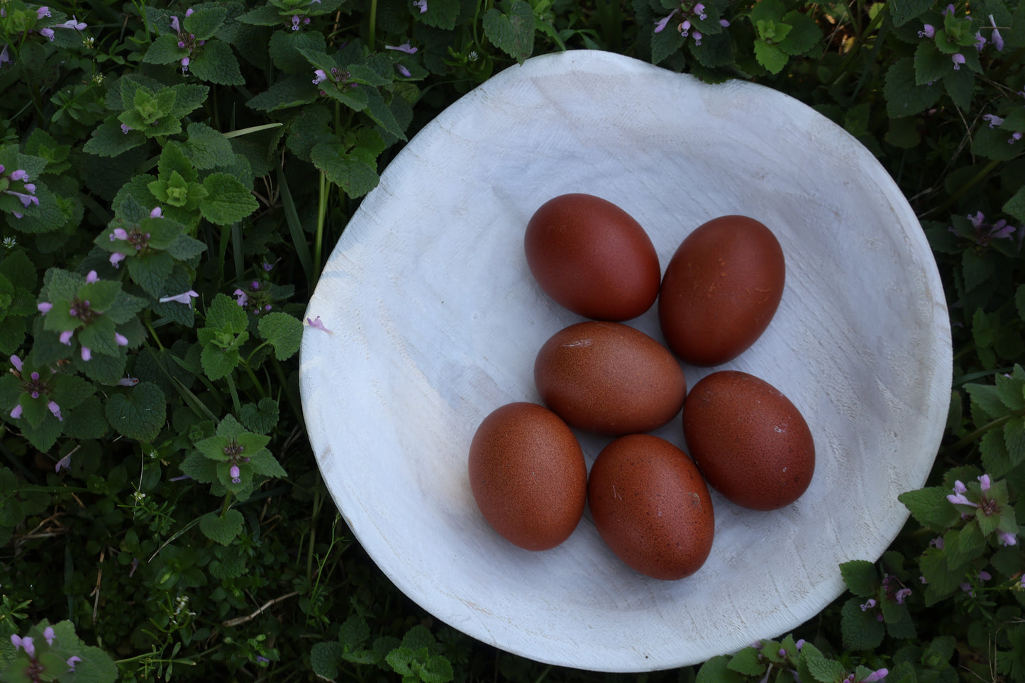 Black Copper Marans Hatching Eggs
