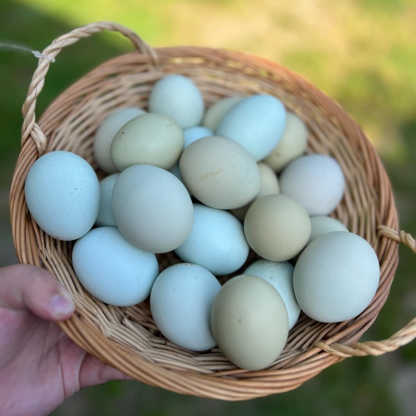 Rainbow Egger Chicks