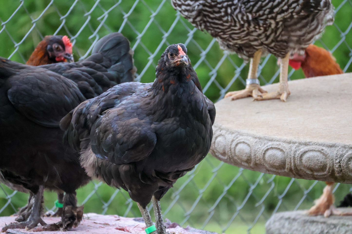 Olive Egger Chicks