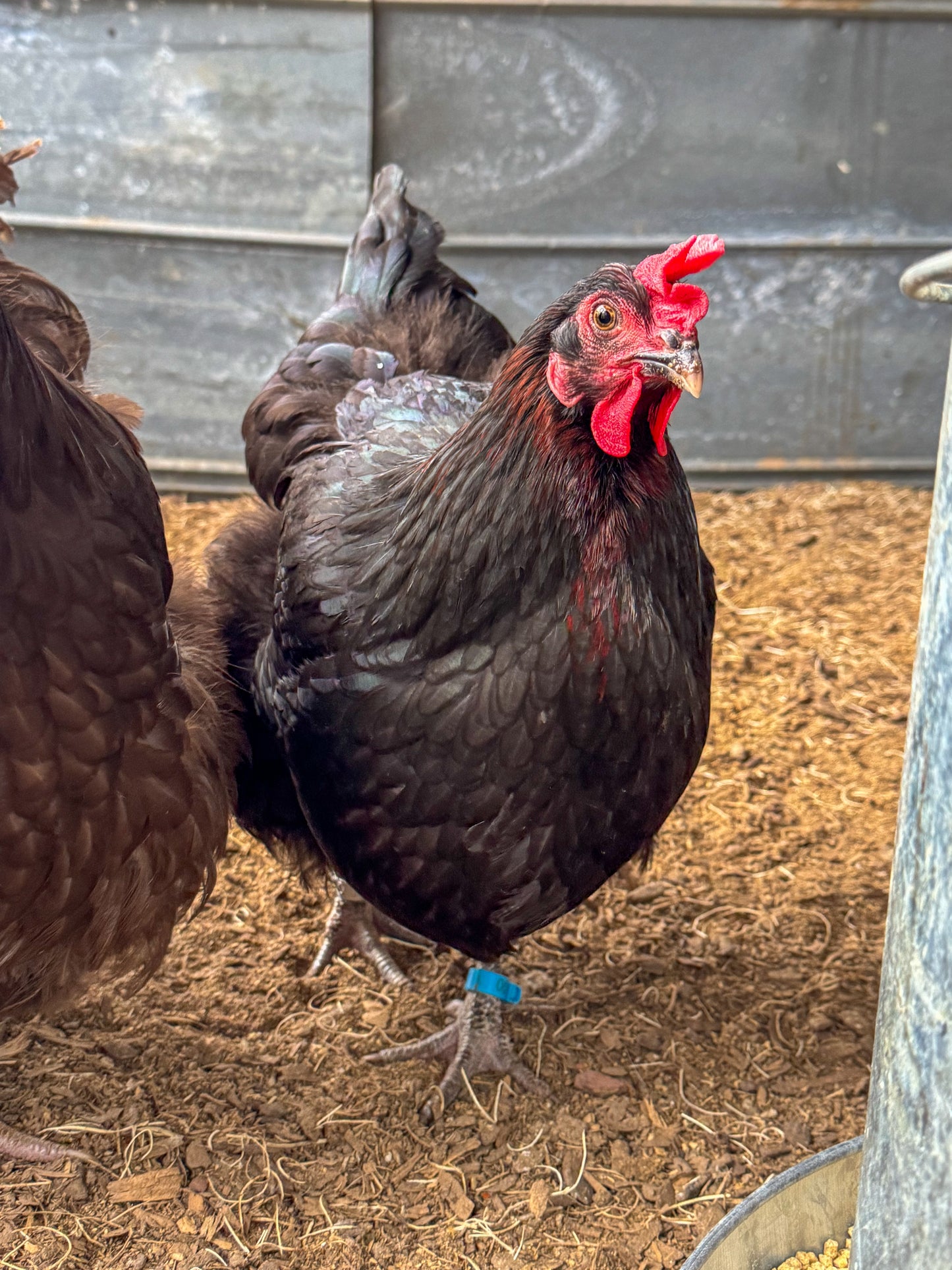 Black Copper Marans Chicks