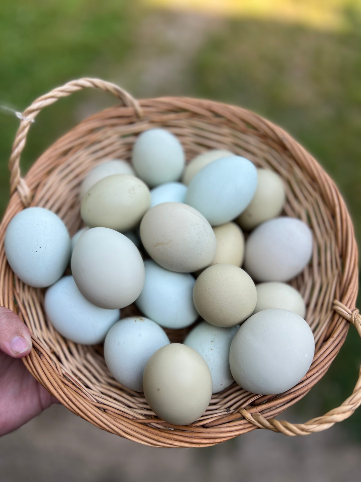 Easter Egger Hatching Eggs