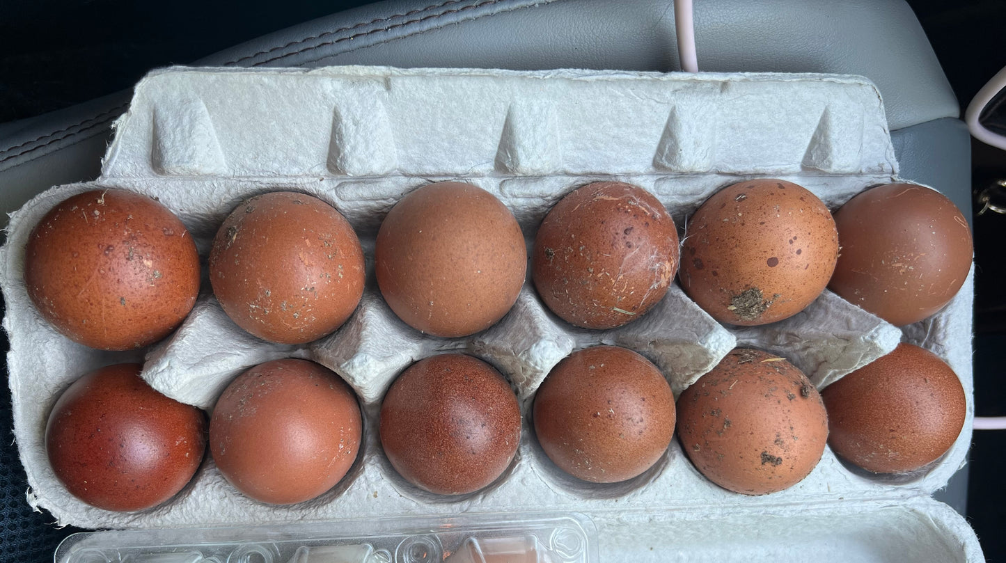 Black Copper Marans Hatching Eggs