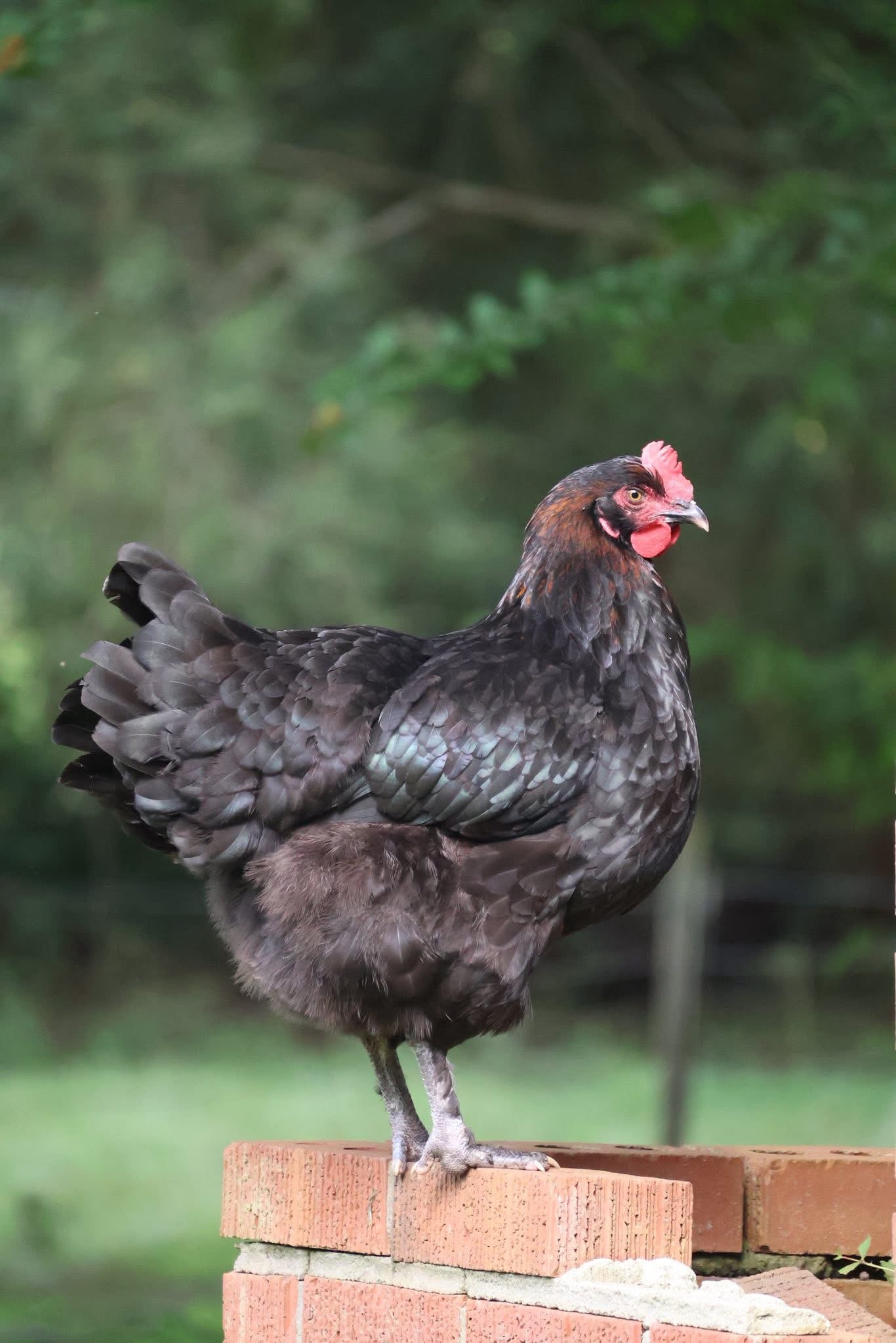Black Copper Marans Hatching Eggs