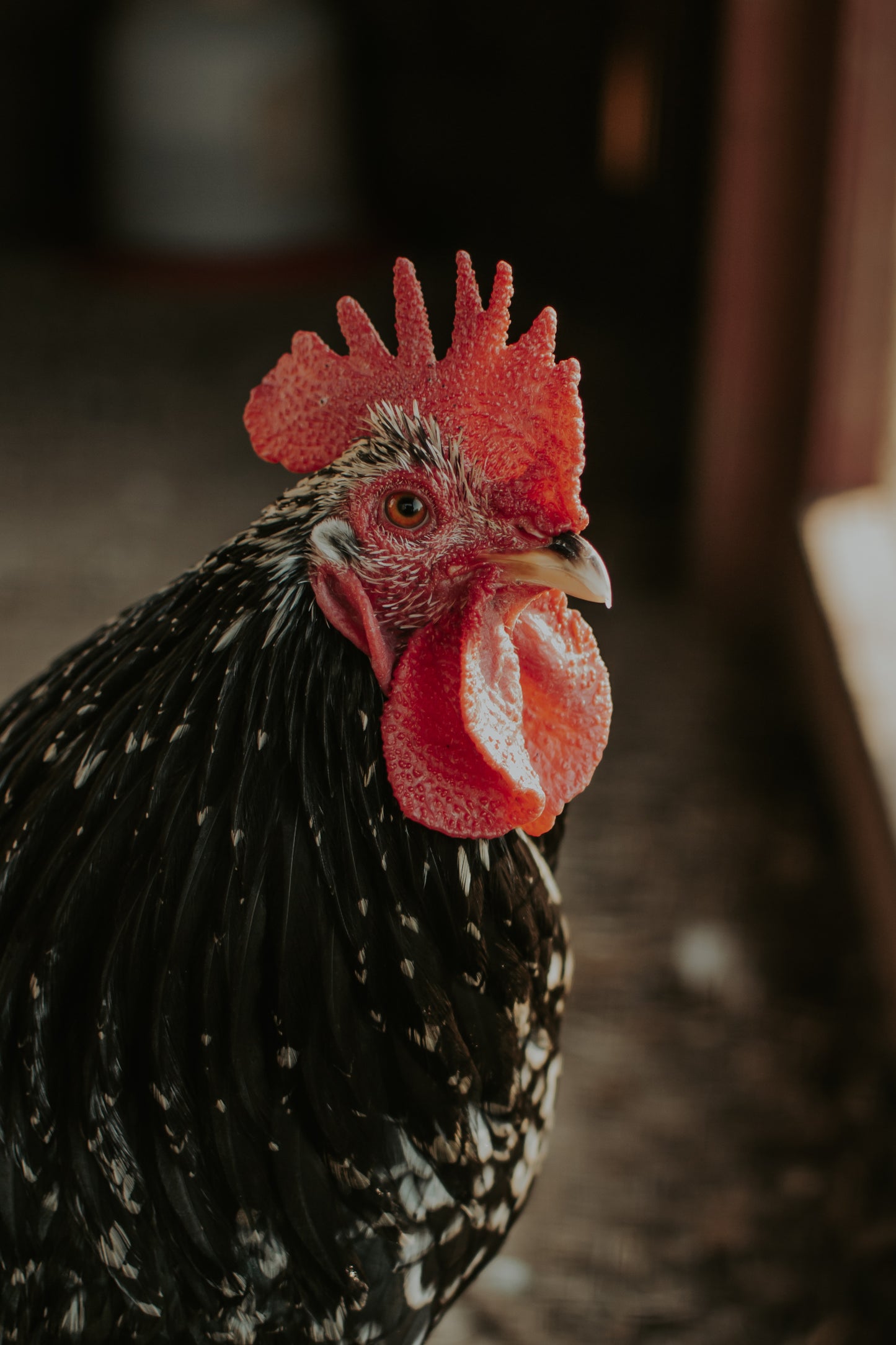 Bantam Cochin Hatching Eggs