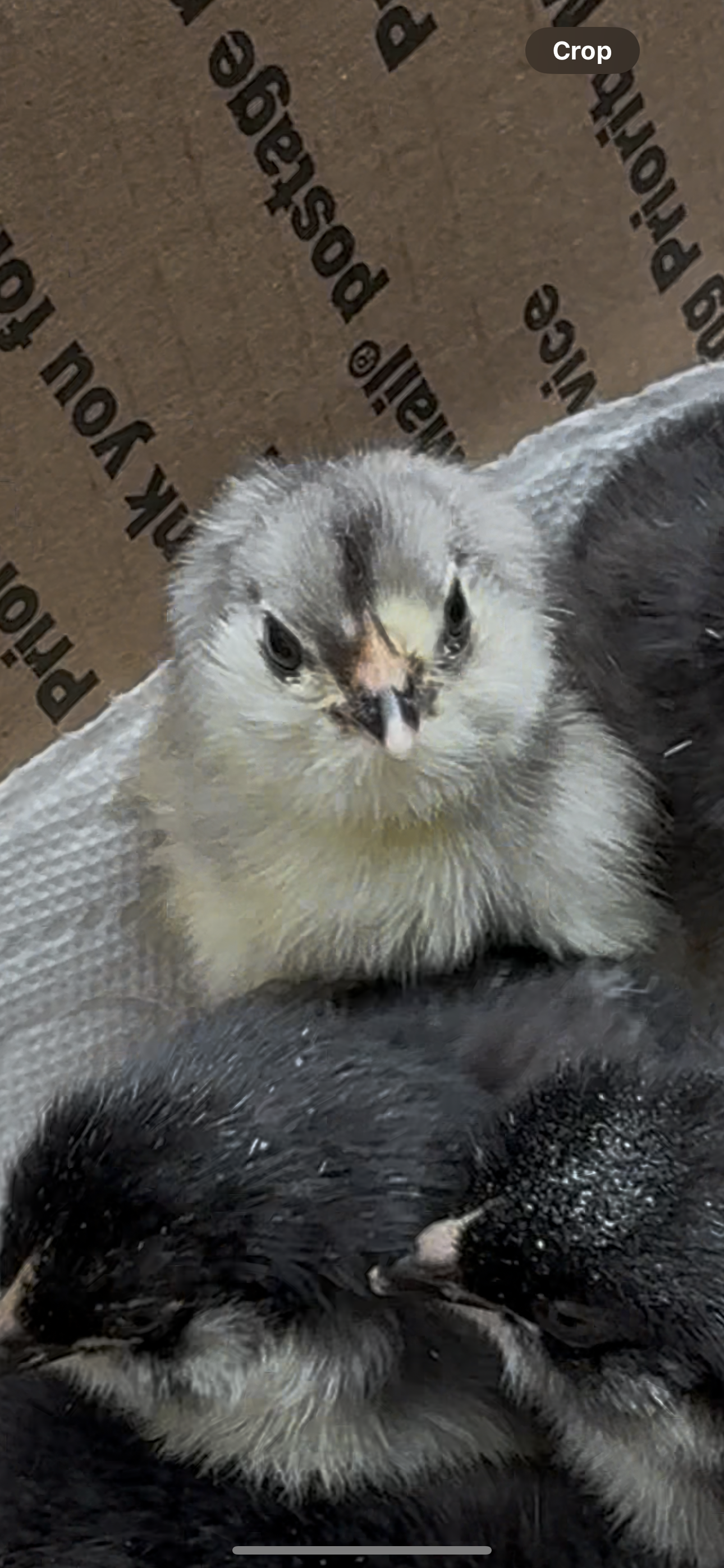 Rainbow Egger Chicks