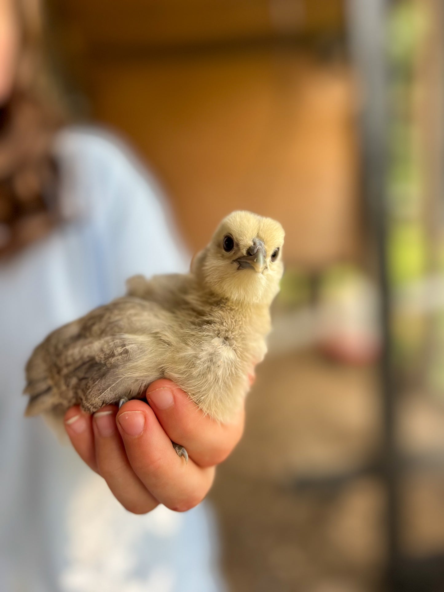 Easter Egger Hatching Eggs