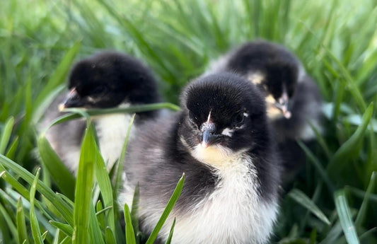 Black Copper Marans Chicks