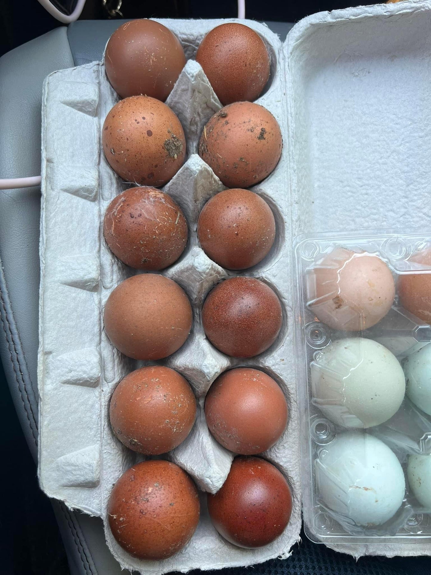 Black Copper Marans Chicks