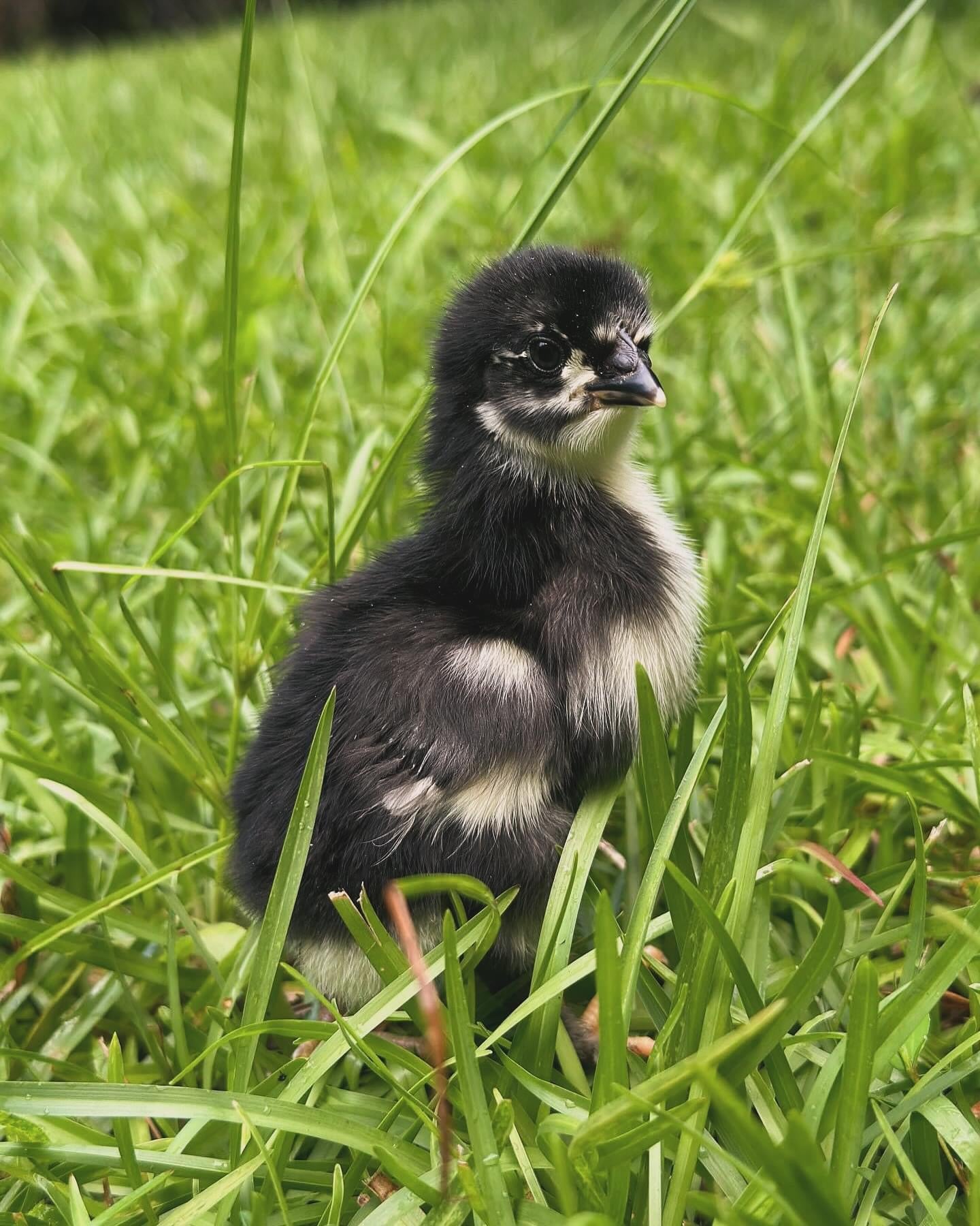 Black Copper Marans Chicks