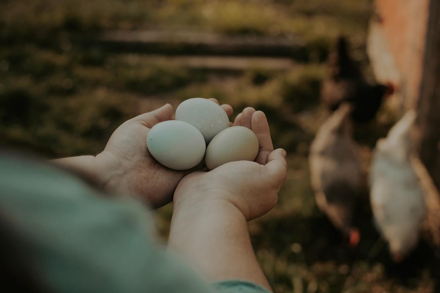 Easter Egger Chicks