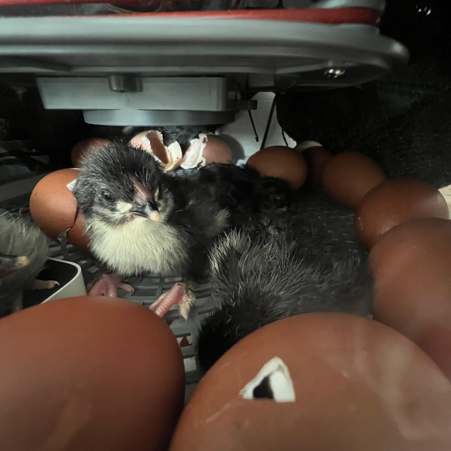 Black Copper Marans Chicks