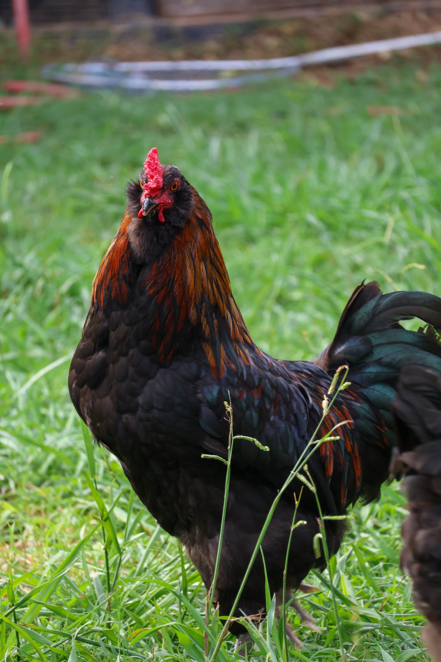 Olive Egger Hatching Eggs