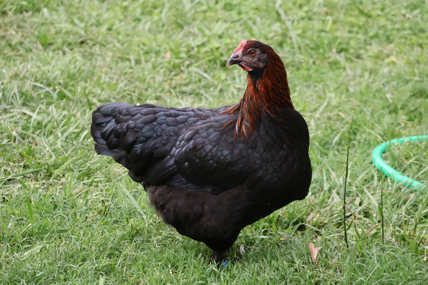 Black Copper Marans Chicks