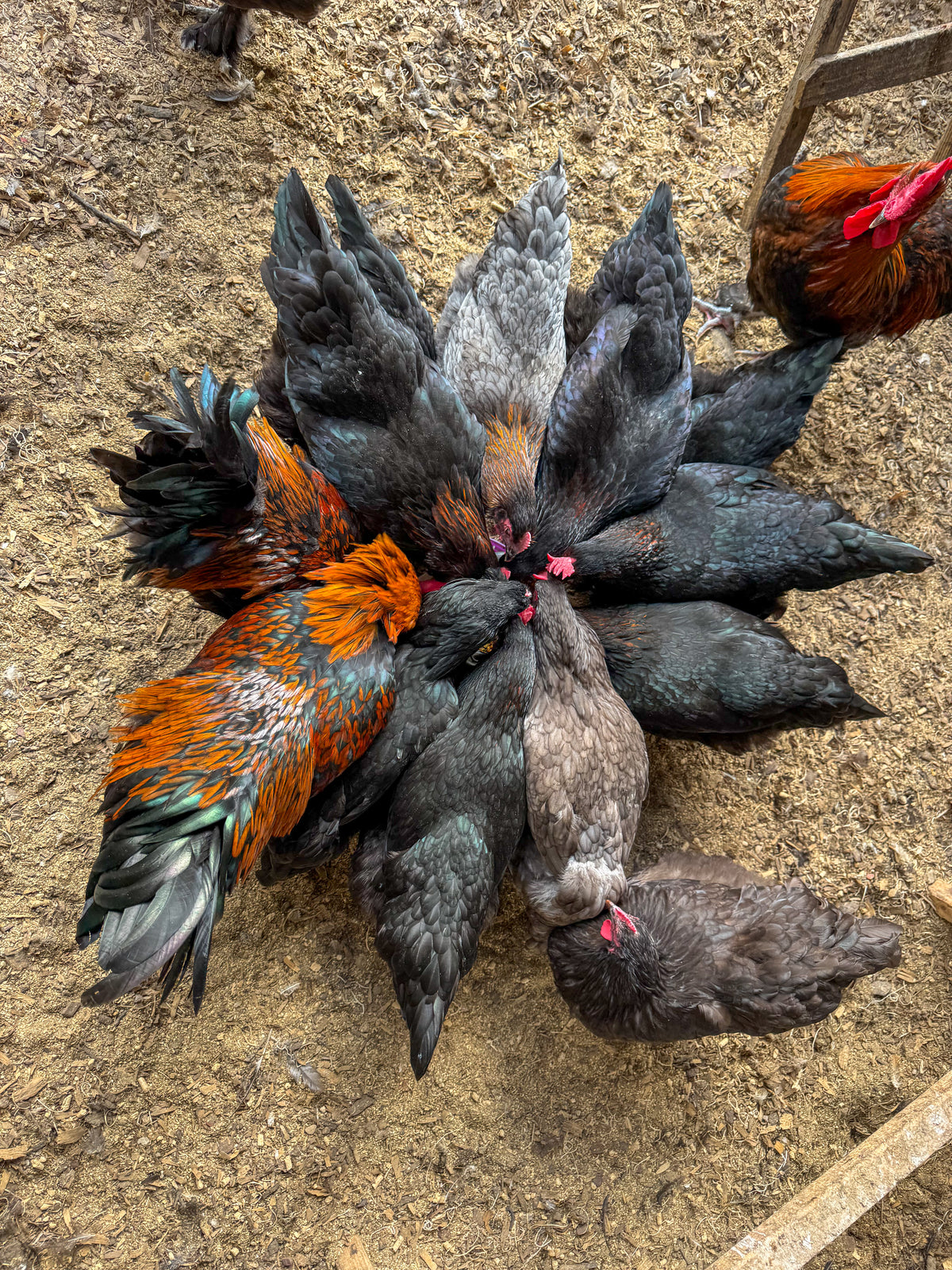 Fox Lake Chickens