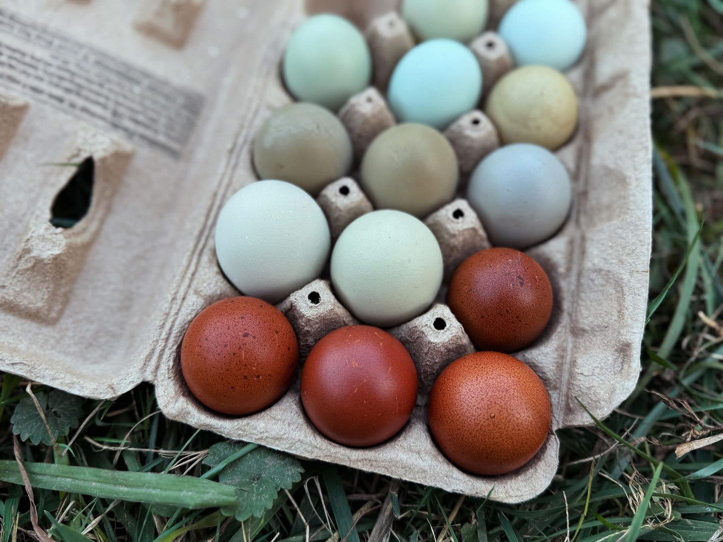 Rainbow Egger Chicks