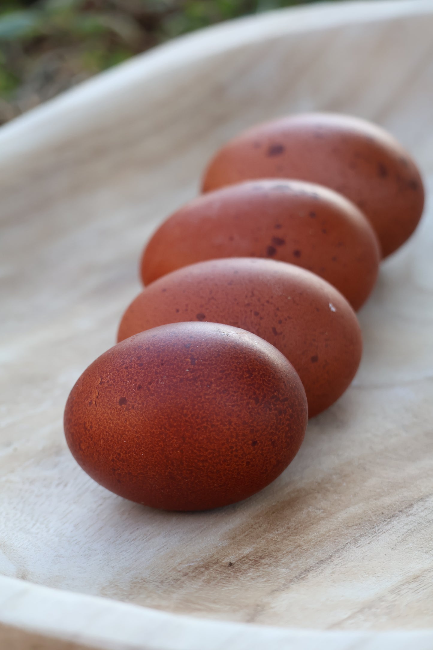Black Copper Marans Hatching Eggs
