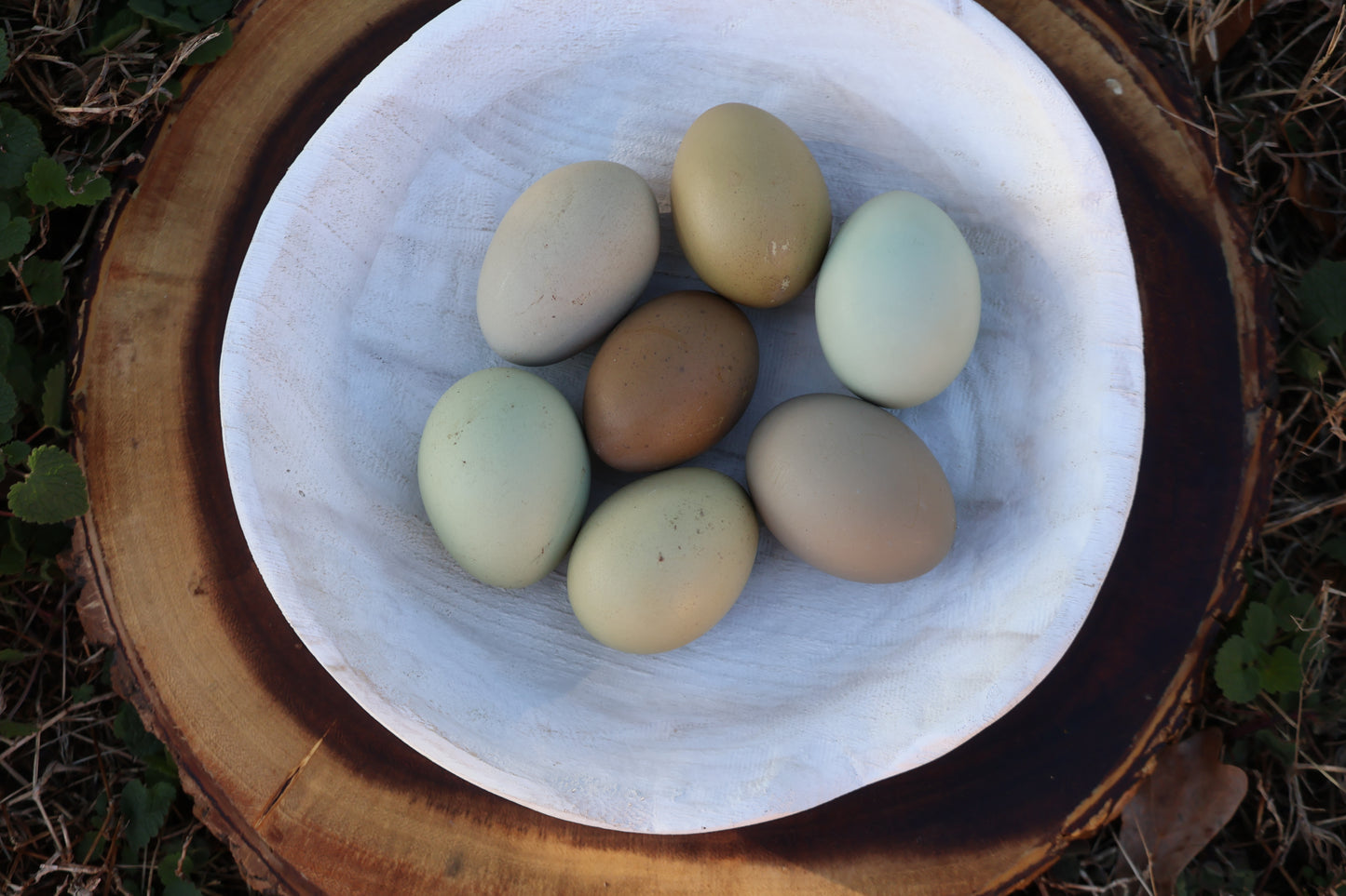 Rainbow Egger Chicks