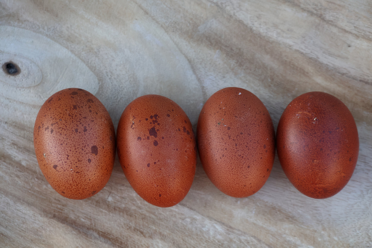 Black Copper Marans Hatching Eggs