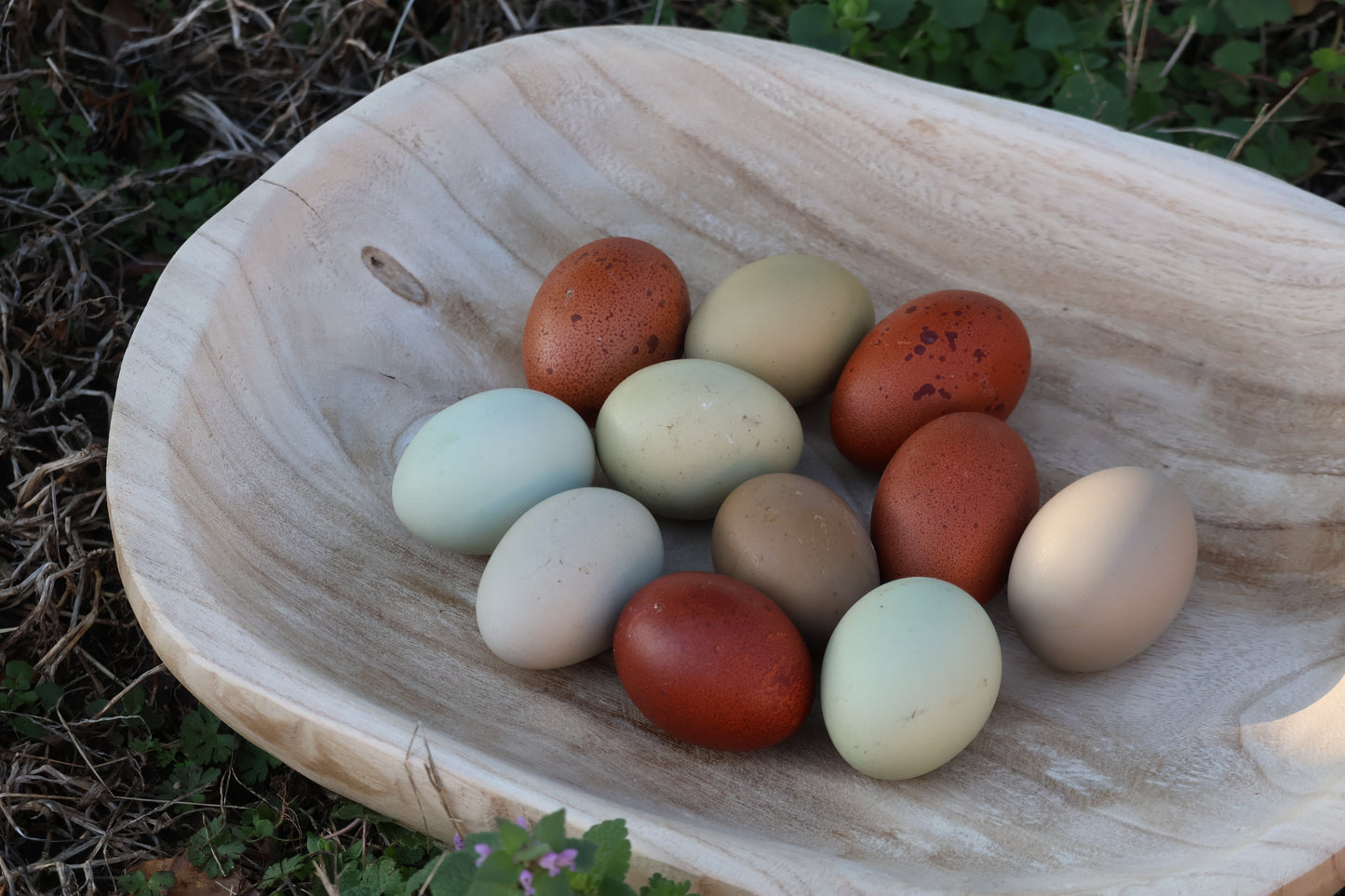 Rainbow Egger Chicks