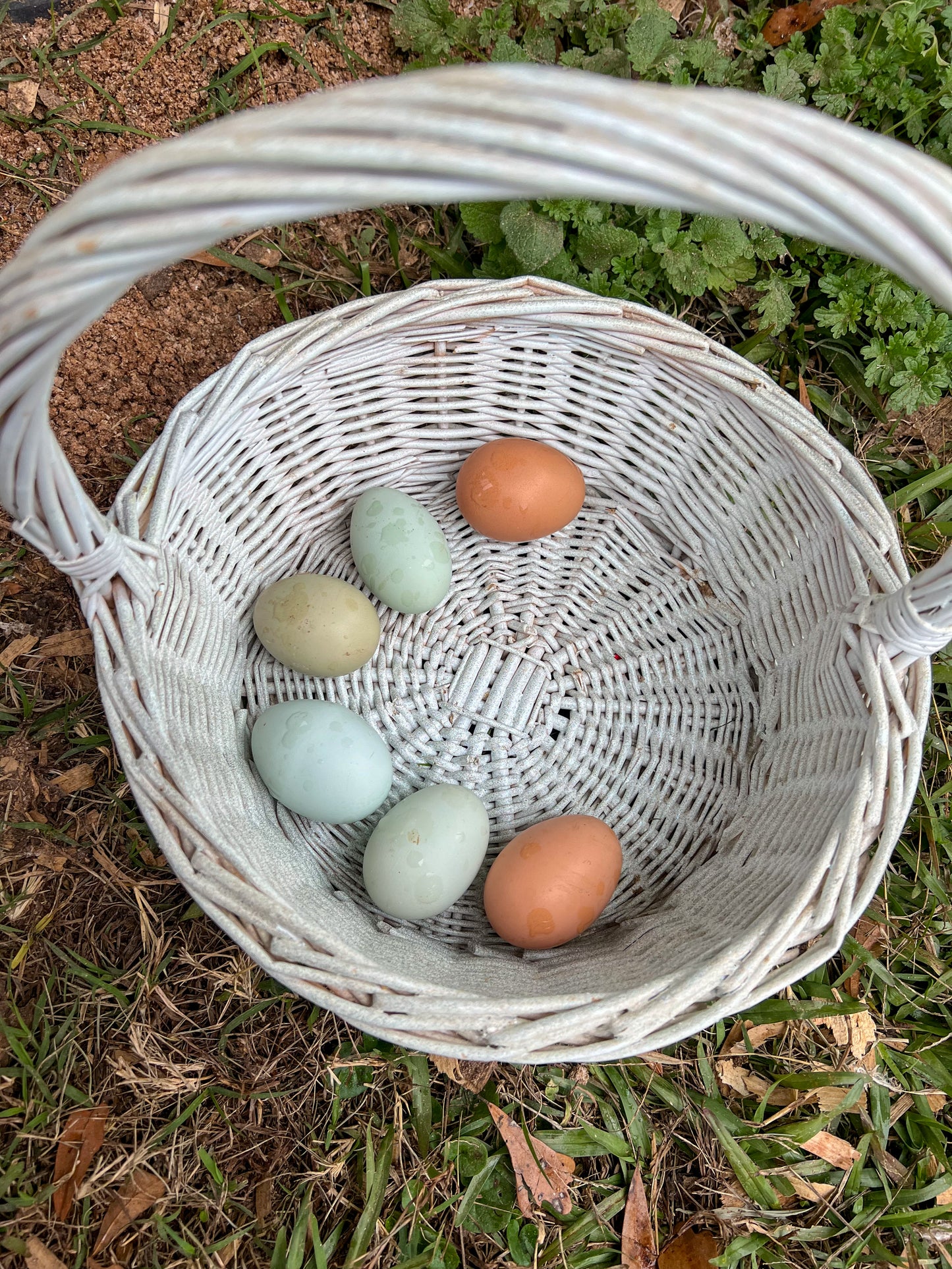 Rainbow Egger Chicks